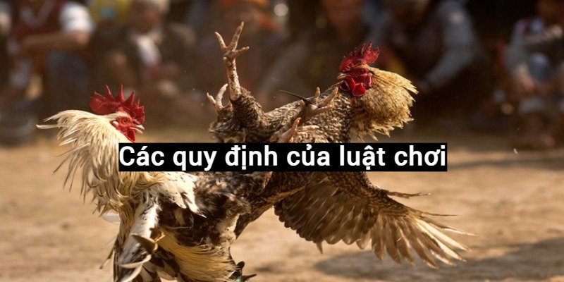 Các quy định của luật chơi đá gà trực tiếp Thomo