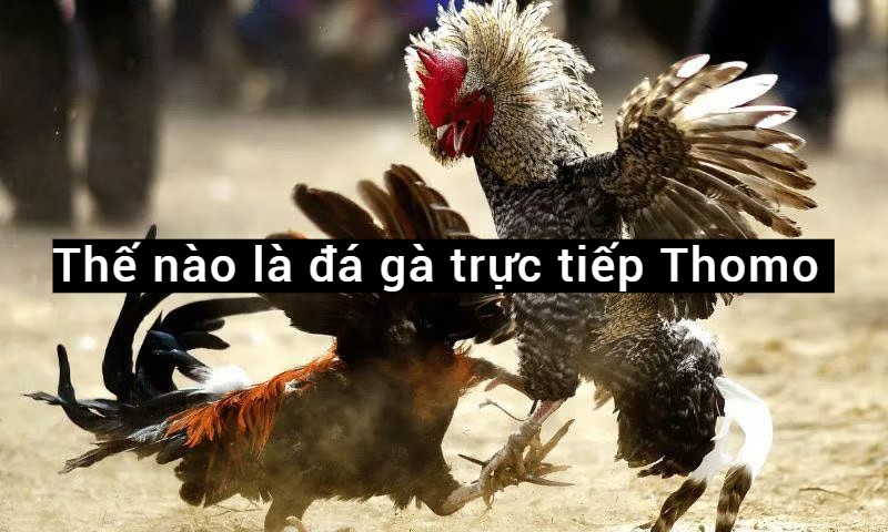 Đá gà trực tiếp Thomo là như thế nào