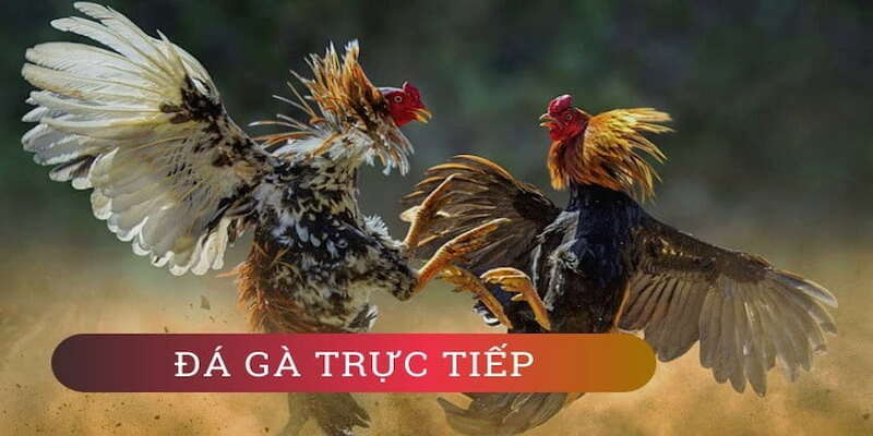 Đá gà là phương thức giải trí hàng đầu tại EE88