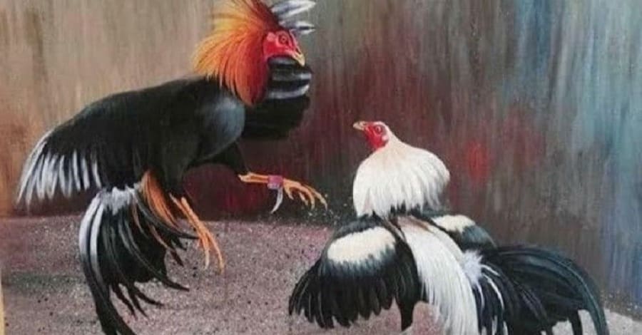 Tuyệt chiêu tham gia đấu gà cựa dao cực chuẩn cho bạn
