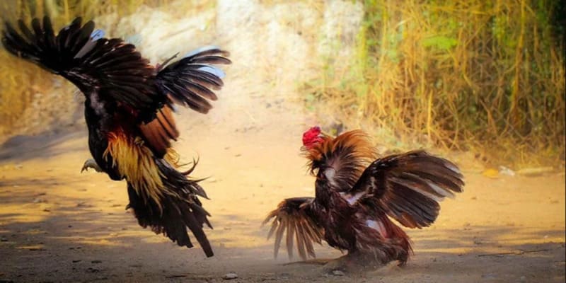 Nhiều hình thức đấu kê phổ biến để bạn lựa chọn