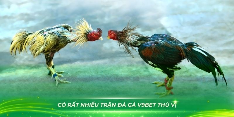 Có rất nhiều trận đá gà V9Bet thú vị
