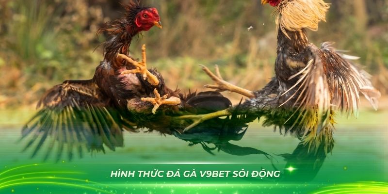 Khám phá nhiều hình thức đá gà V9Bet sôi động