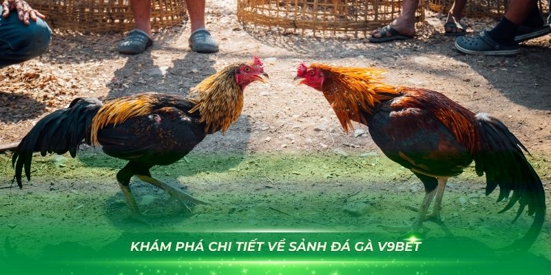 Khám phá chi tiết về sảnh đá gà V9Bet